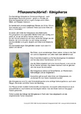 Pflanzensteckbrief-Königskerze.pdf